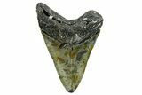 Fossil Megalodon Tooth - North Carolina #352409-2